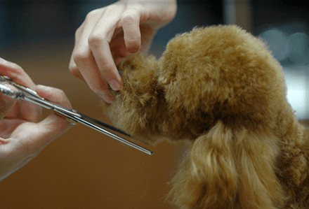 Cómo cortar el pelo del perro