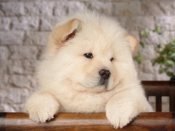 la-gran-moda-de-los-perros-panda-en-china-cachorro-chowchow