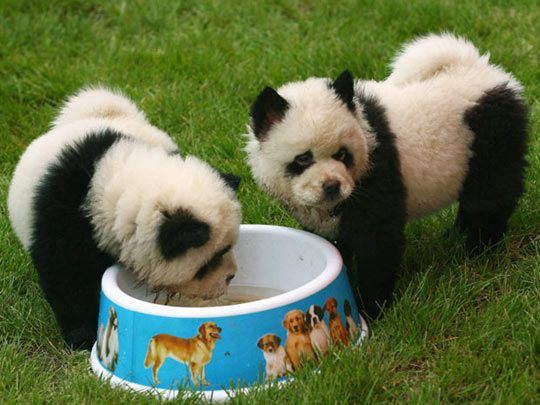 la-gran-moda-de-los-perros-panda-en-china-cahorros