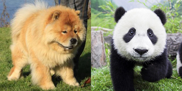 la-gran-moda-de-los-perros-panda-en-china-chowchow