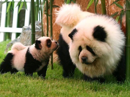 la-gran-moda-de-los-perros-panda-perro-panda-grande-y-cachorro