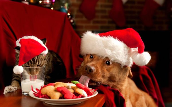 la-navidad-y-las-mascotas-cuidados-mascotas-y-comida