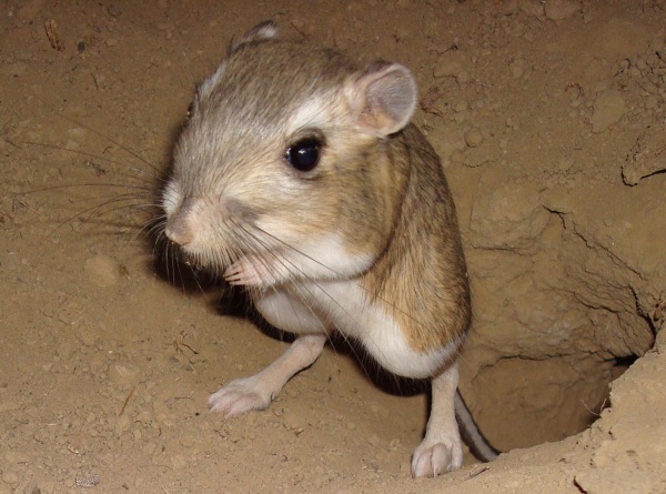 la-rata-canguro