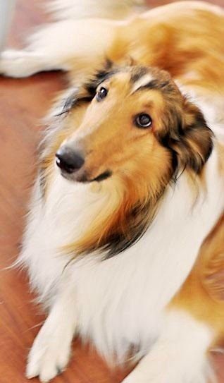 lassie