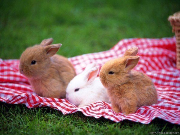 nombres-curiosos-y-extranos-para-mascotas-conejos