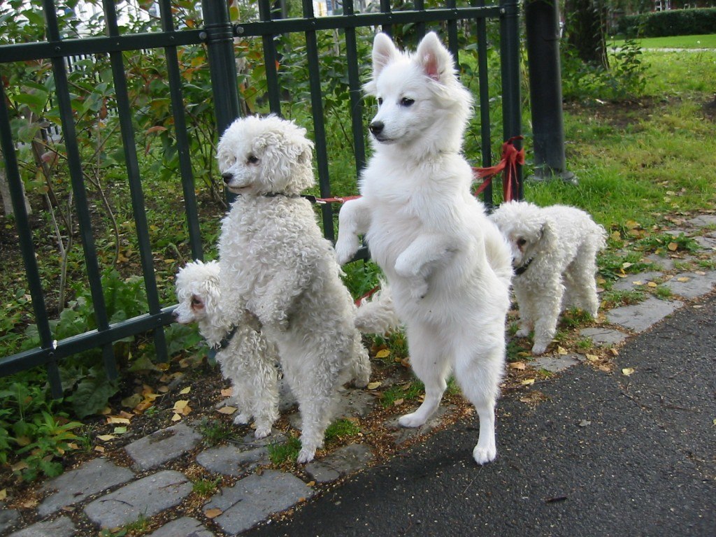 nombres-curiosos-y-extranos-para-mascotas-perros