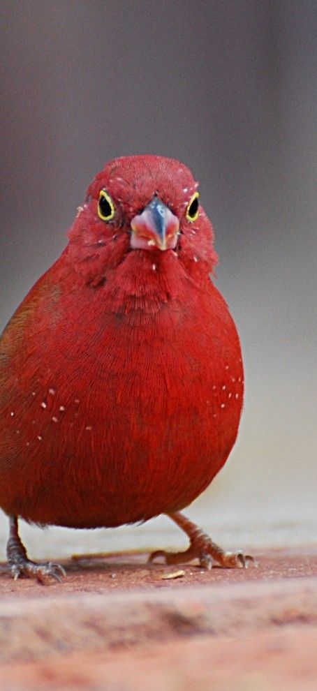 nombres mascotas aves