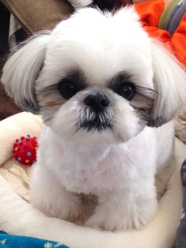 perro shih tzu