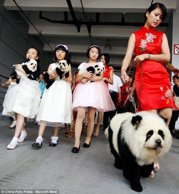 perros pandas