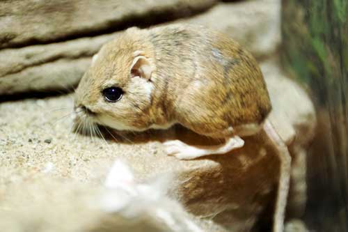 rata-canguro-ejemplar-en-unas-rocas