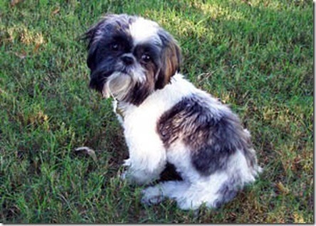 shihtzu_mitchell