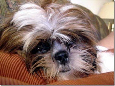 shihtzu_sorrentino