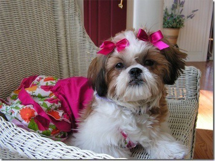 shihtzu_vassallo