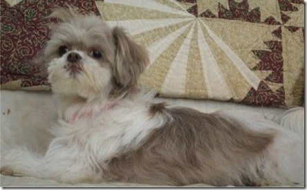 shihtzu_wright