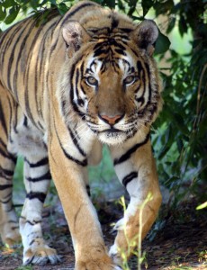 tigre de sumatra andando