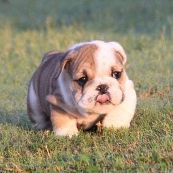 tipos de bulldogs