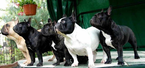 tipos-de-bulldogs-frances-ingls-y-americano-bulldog-frances