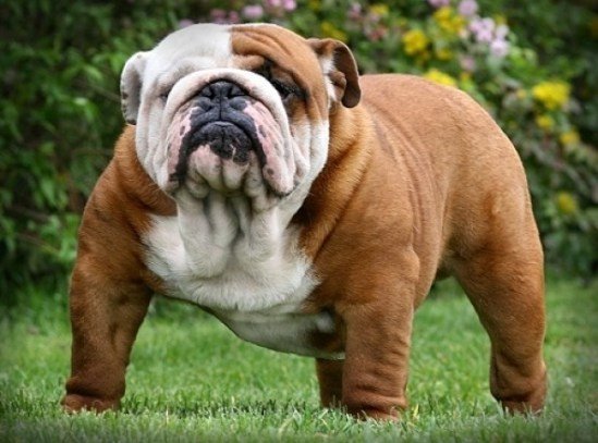 tipos-de-bulldogs-frances-ingls-y-americano-bulldog-ingles