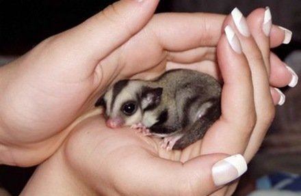 1-Sugar-Glider-pix3