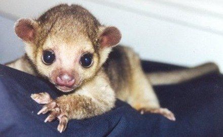 2-kinkajou2