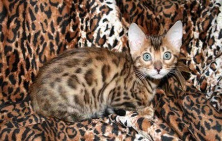 4-Bengal-Cat