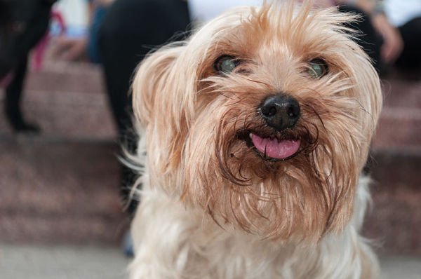 Remedio para la caída del pelo del perro