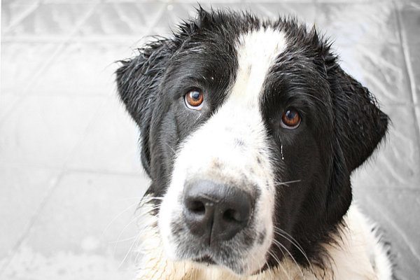 causas-de-la-perdida-de-pelo-en-perros