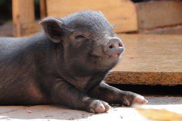 Cria cerdo vietnamita