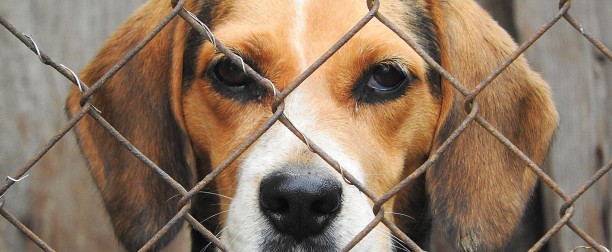 Esta Navidad, más de 4.400 gatos y perros sin hogar tendrán una comida navideña especial