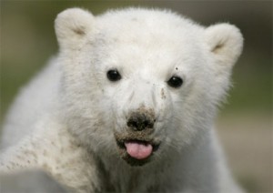 cria de oso blanco