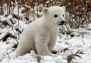 cria de oso polar