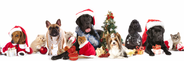 dog and cat and kitens wearing a santa hat