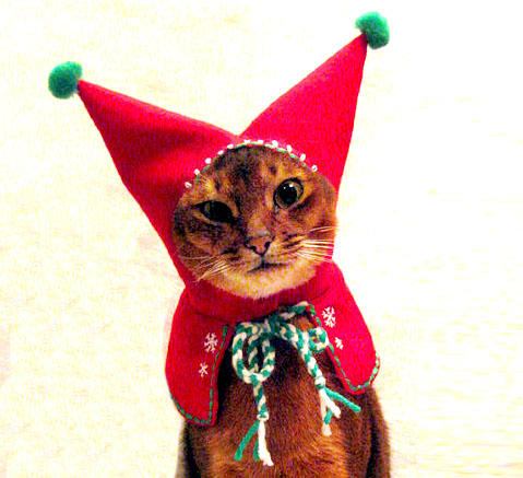 disfraces-de-navidad-graciosos-para-perros-y-gatos-fotos-disfraz-de-gato-capucha-roja