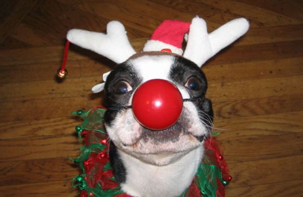 disfraces-de-navidad-graciosos-para-perros-y-gatos-fotos-disfraz-perro-nariz