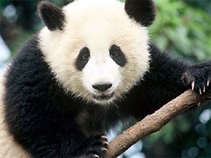 oso panda 