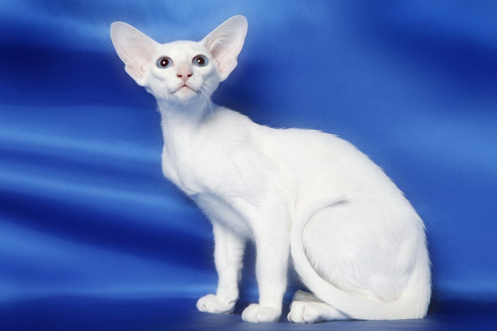 gato-oriental-blanco