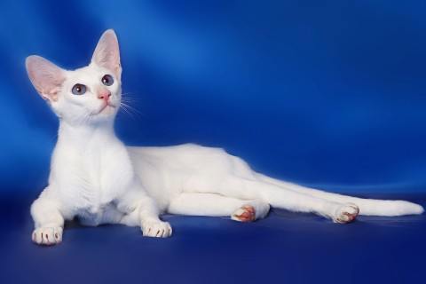 gato-oriental-blanco-cuidados