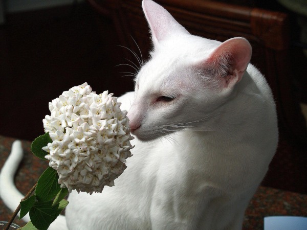 gato-oriental-blanco-flor