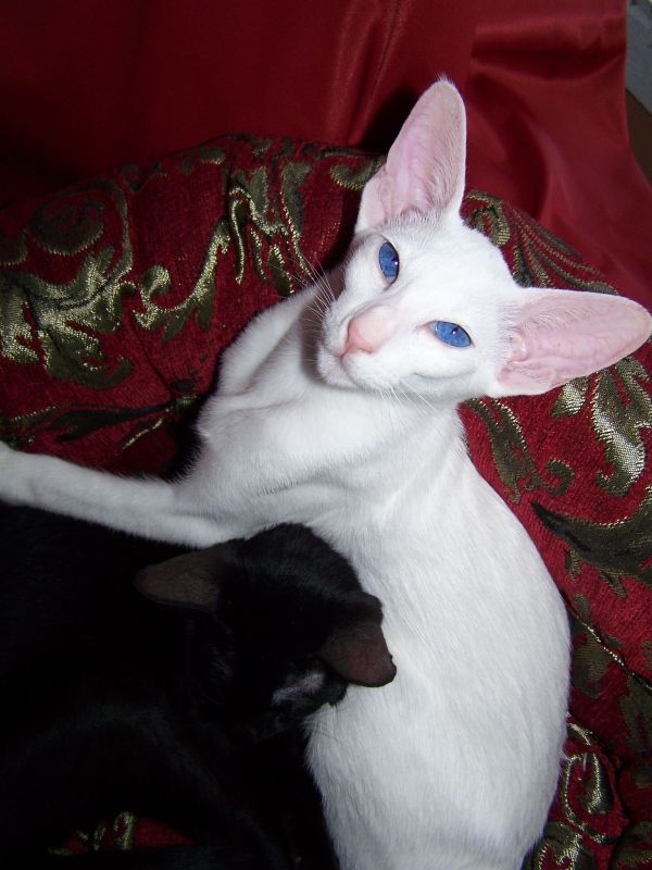 gato-oriental-blanco-sillon