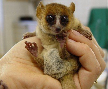 goodmans-mouse-lemur