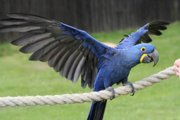 guacamayo violeta