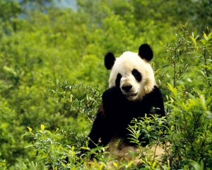 oso panda comiendo