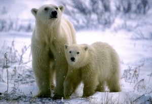 osos blancos