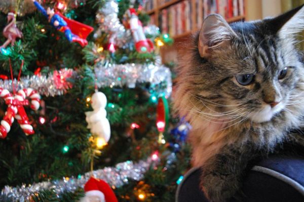 postales-de-animales-para-navidad-2015-como-hacer-tu-propia-postal