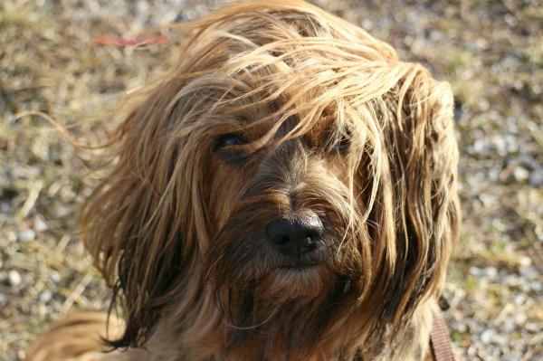 remedio-para-la-caida-del-pelo-del-perro-cabello-largo