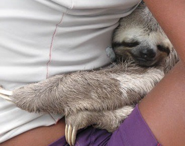 Sloth