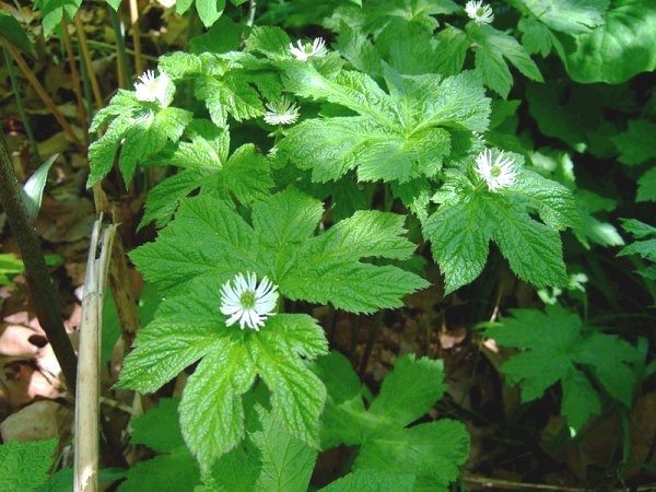 tratamientode-la-perdida-de-pelo-en-perros-planta-semilla-de-oro