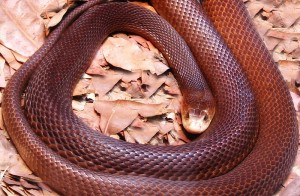 El Taipan ,  la serpiente mas venenosa