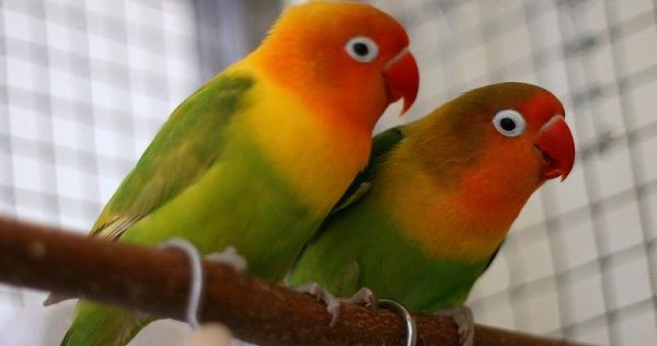 Enfermedad del pico y plumas en las aves