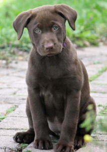 labrador retriever